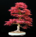 Japanese Maple